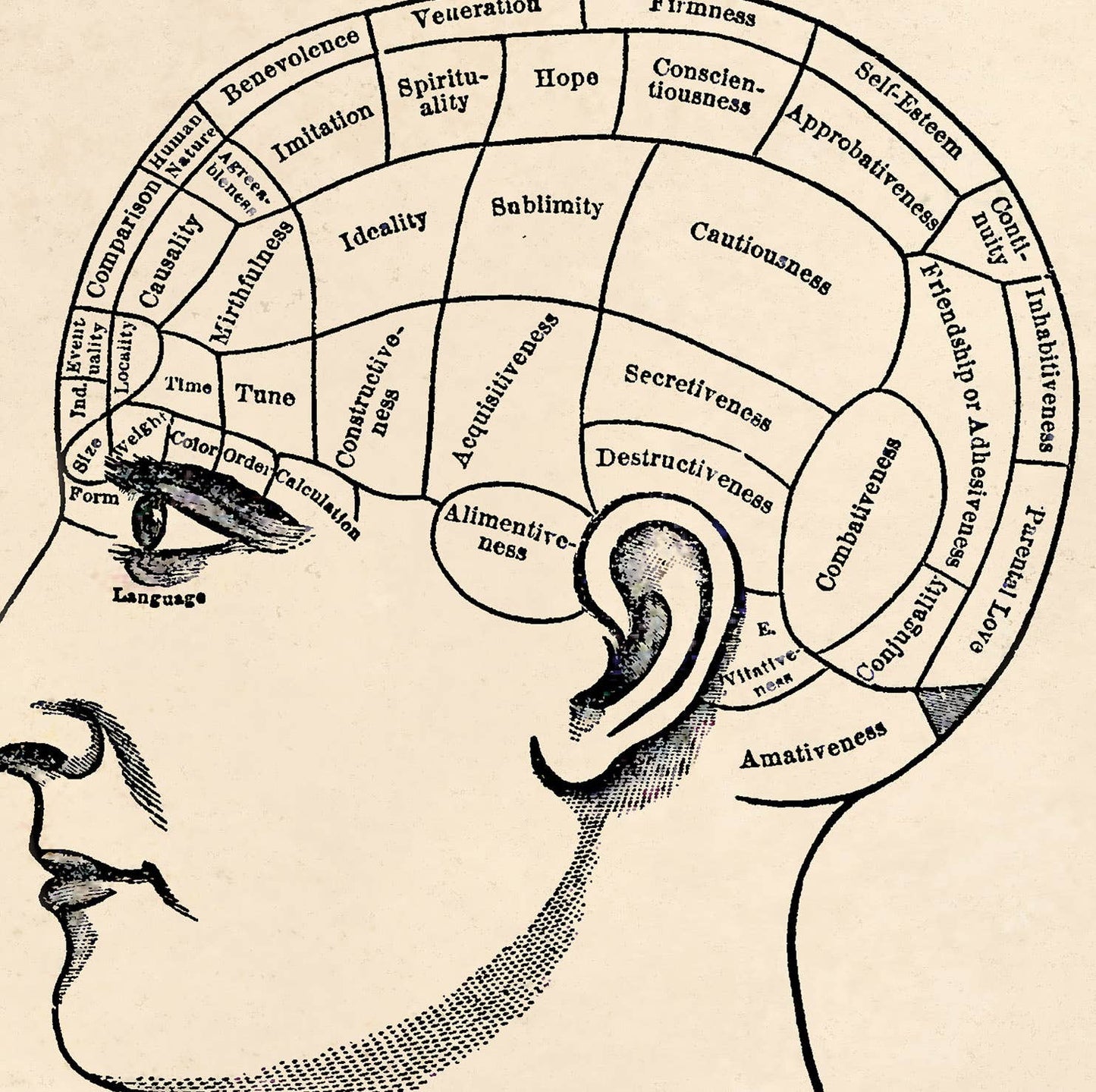 Vintage Anatomy Phrenology Chart Print